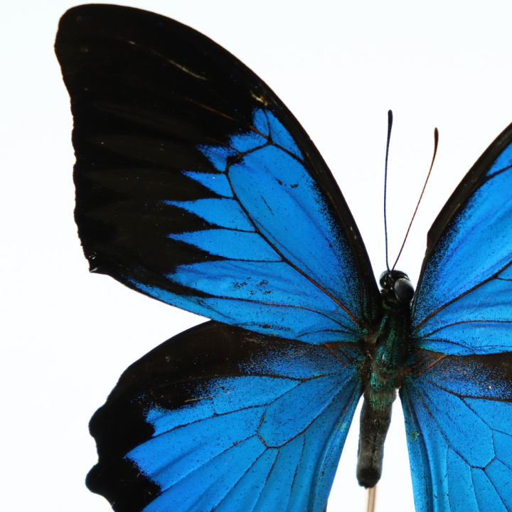 22270-5-papilio-ulysses-1-stuk-met-close