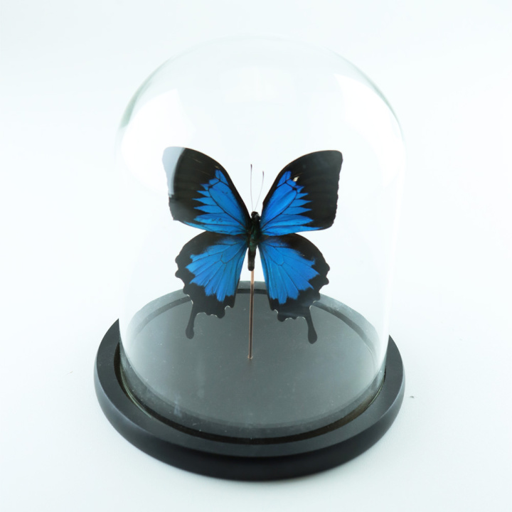 22270-5-papilio-ulysses-1-stuk-met-stolp Papilio Ulysses in glazen stolp