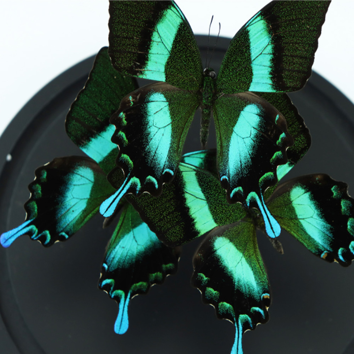 drie groene pauwvlinders in glazen stolp