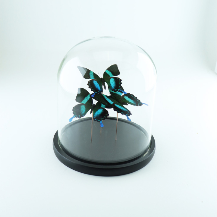 drie groene pauwvlinders in glazen stolp