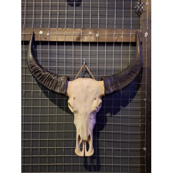 Waterbuffel schedel 5