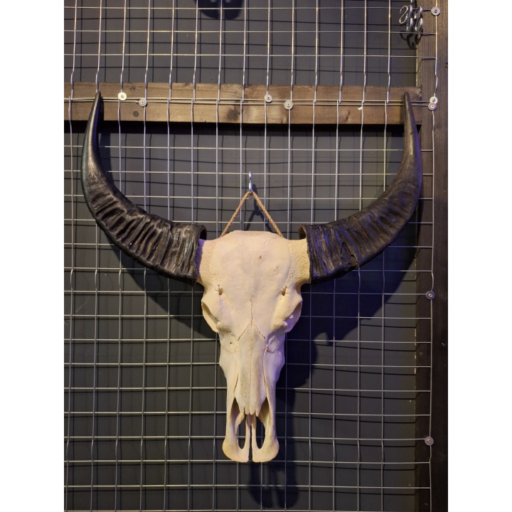 Waterbuffel schedel 5