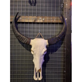 Waterbuffel schedel 6