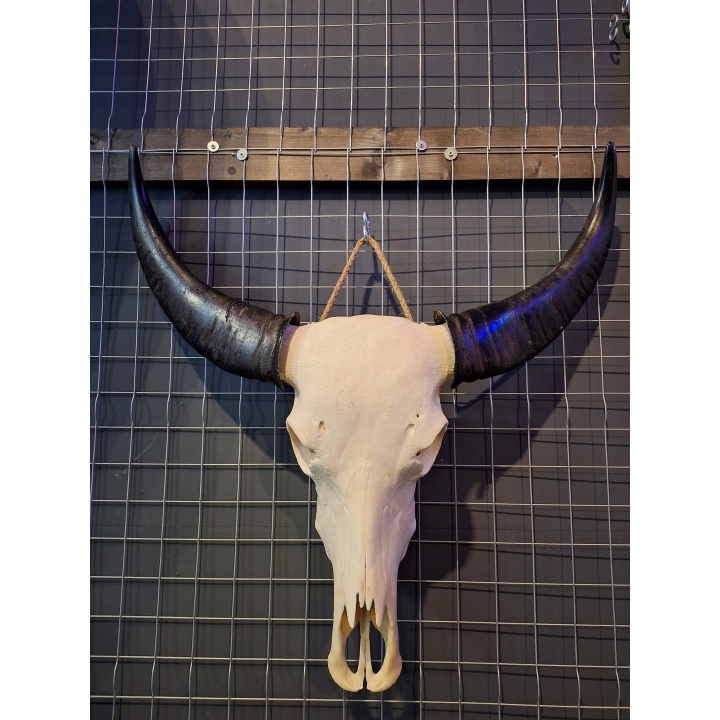 20251219_151249 buffelschedel 5