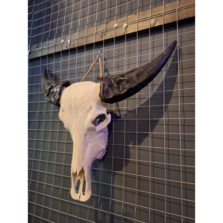 waterbuffel schedel 4-1