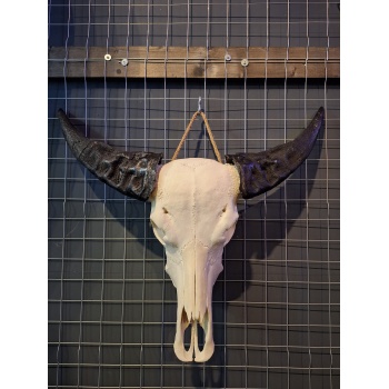 Waterbuffel schedel 4