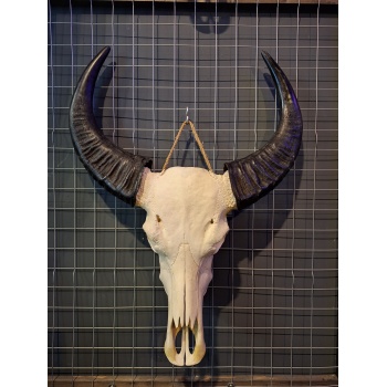 Waterbuffel schedel 7