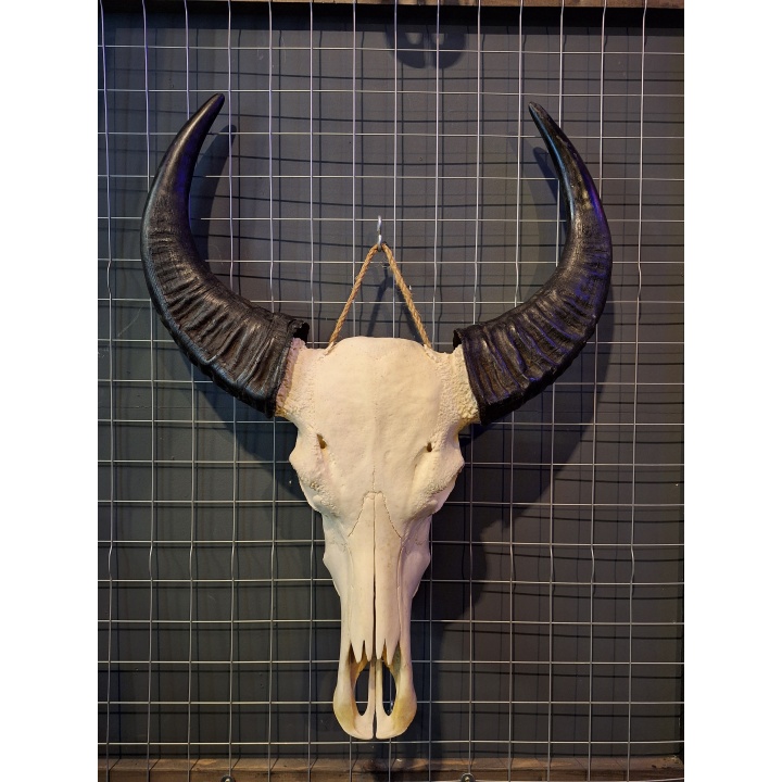 Waterbuffel schedel 7