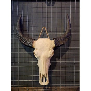 Waterbuffel schedel 8