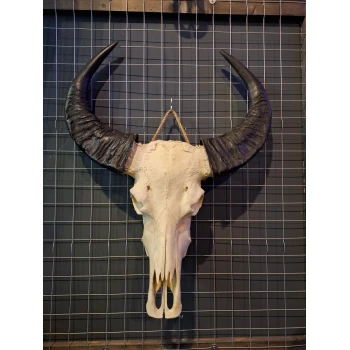 Waterbuffel schedel 9