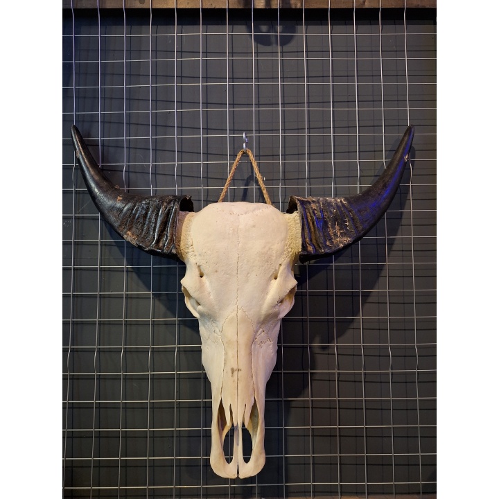 Waterbuffel schedel 10