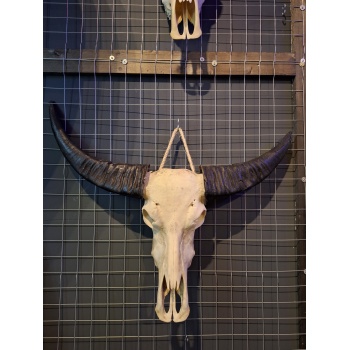 Waterbuffel schedel 11