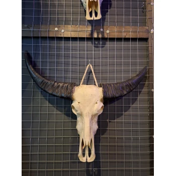 Waterbuffel schedel 11