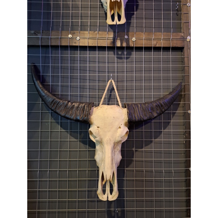 Waterbuffel schedel 11