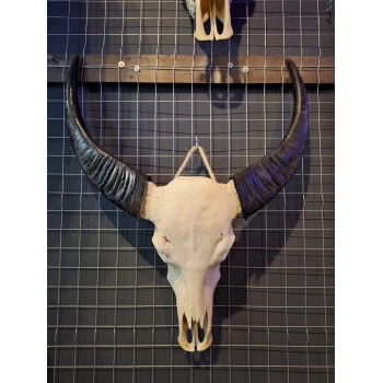 Waterbuffel schedel 12