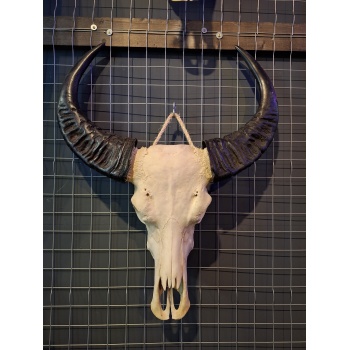 Waterbuffel schedel 13