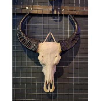 Waterbuffel schedel 13