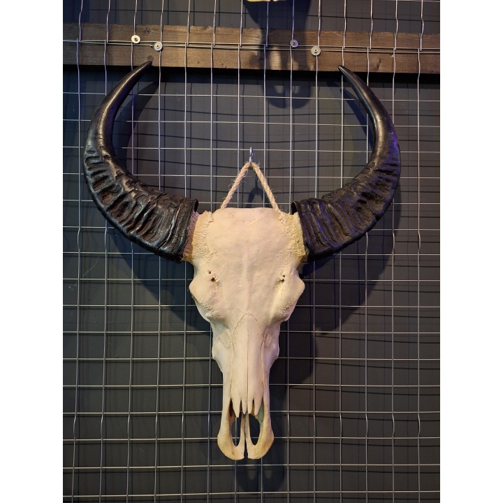 Waterbuffel schedel 13