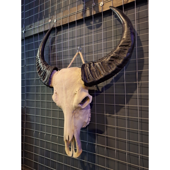 Waterbuffel schedel 13