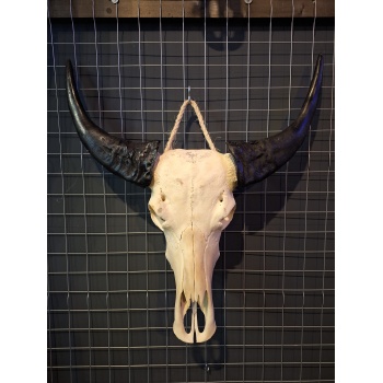 Waterbuffdel schedel 14