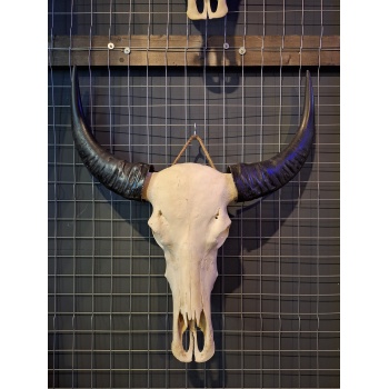 Waterbuffel schedel 15