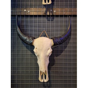 Waterbuffel schedel 15